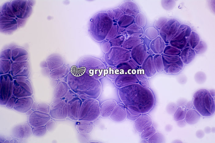 Digestion du grain d'amidon par l'amylase x100 - gryphea.com